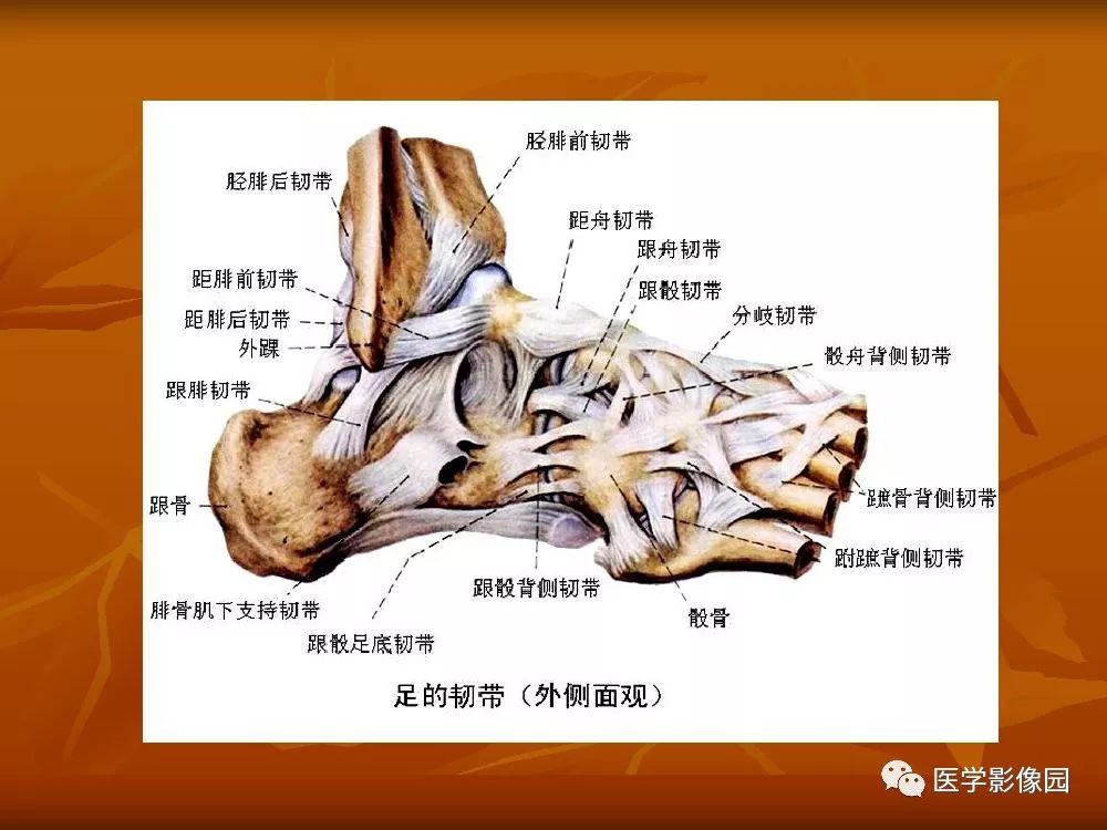 【PPT】踝关节韧带的解剖及影像表现