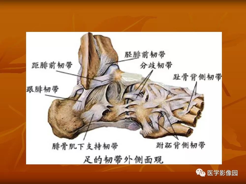 【PPT】踝关节韧带的解剖及影像表现