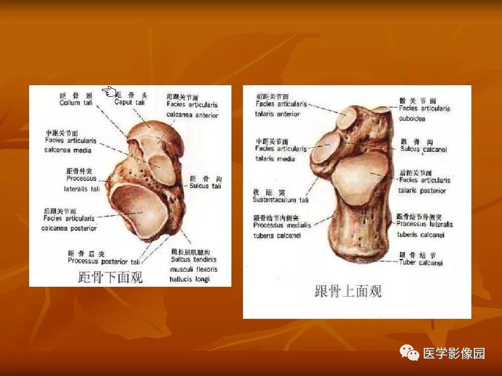 【PPT】踝关节韧带的解剖及影像表现