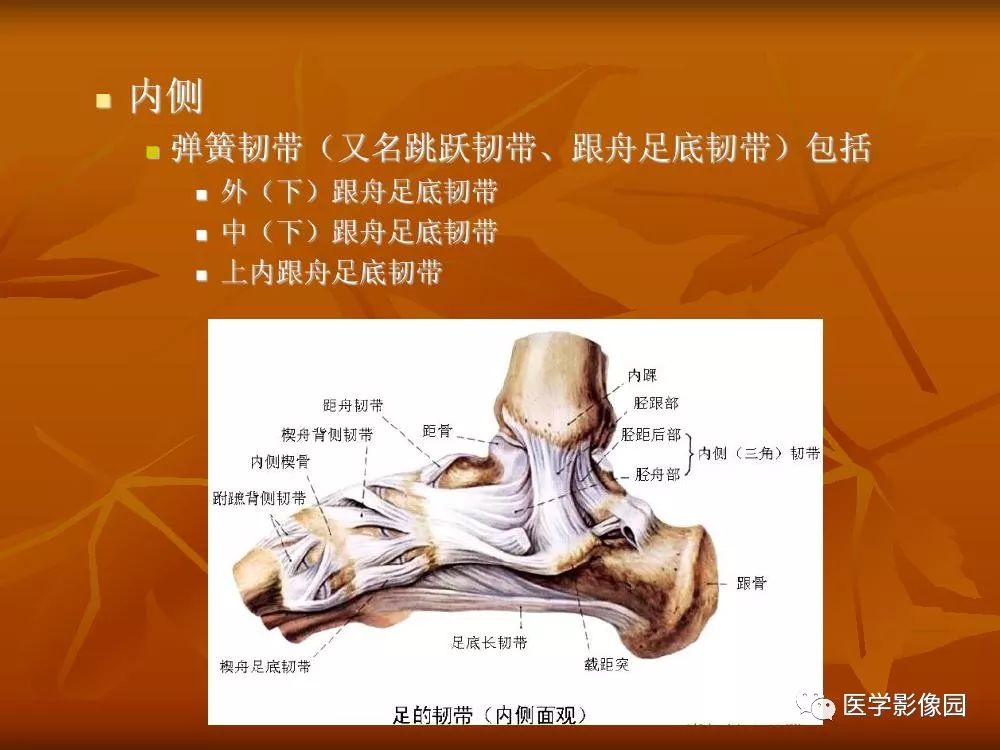 【PPT】踝关节韧带的解剖及影像表现