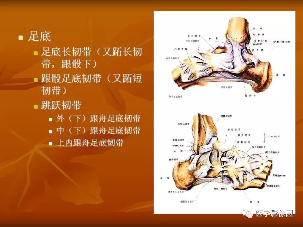 【PPT】踝关节韧带的解剖及影像表现
