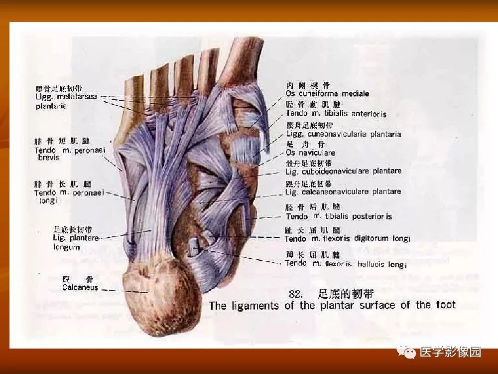 【PPT】踝关节韧带的解剖及影像表现