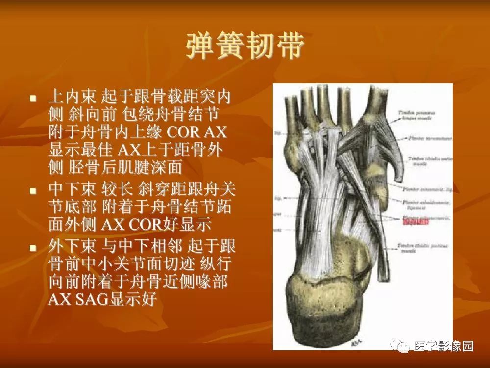 【PPT】踝关节韧带的解剖及影像表现