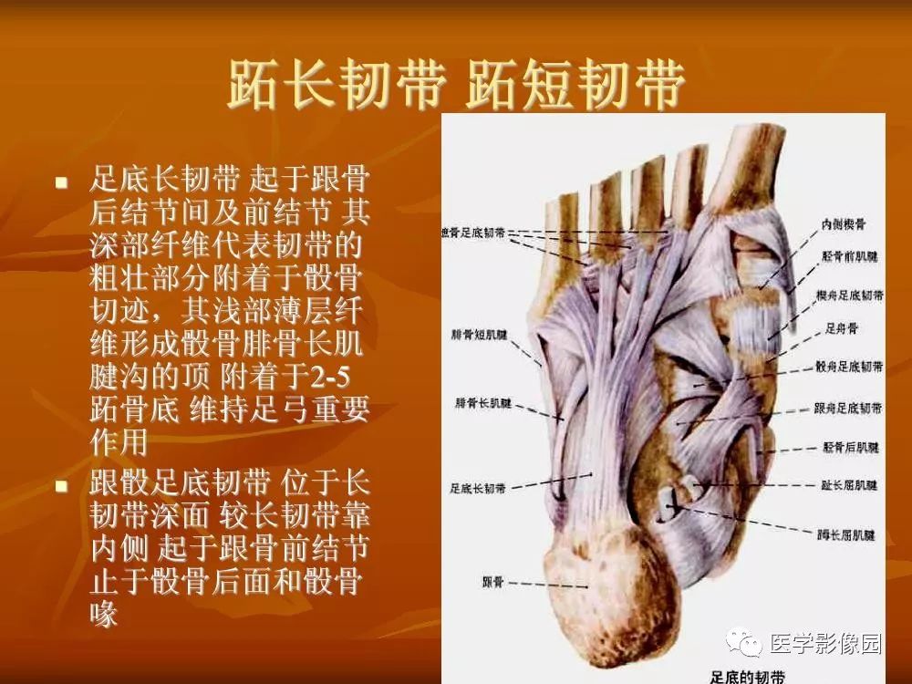 【PPT】踝关节韧带的解剖及影像表现