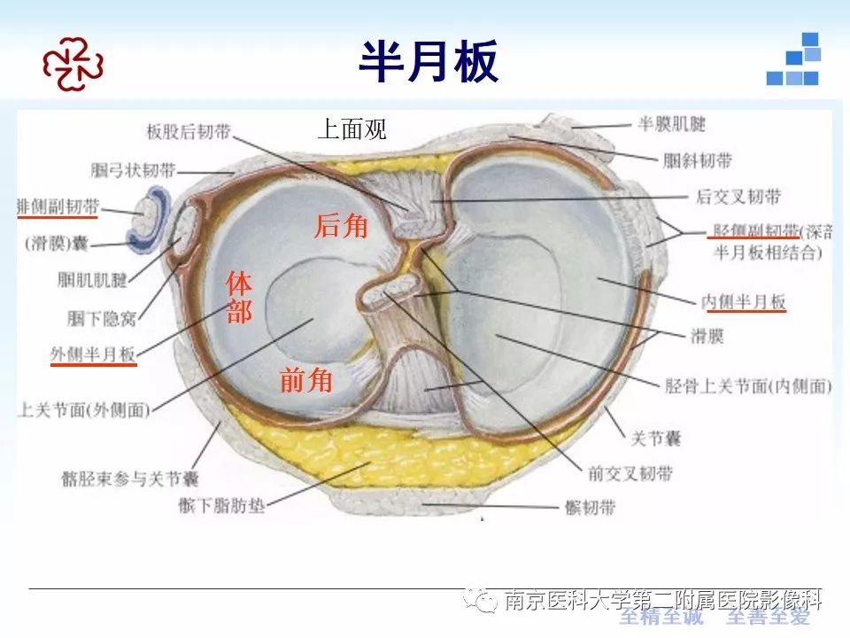 【PPT】膝关节运动损伤的MR表现