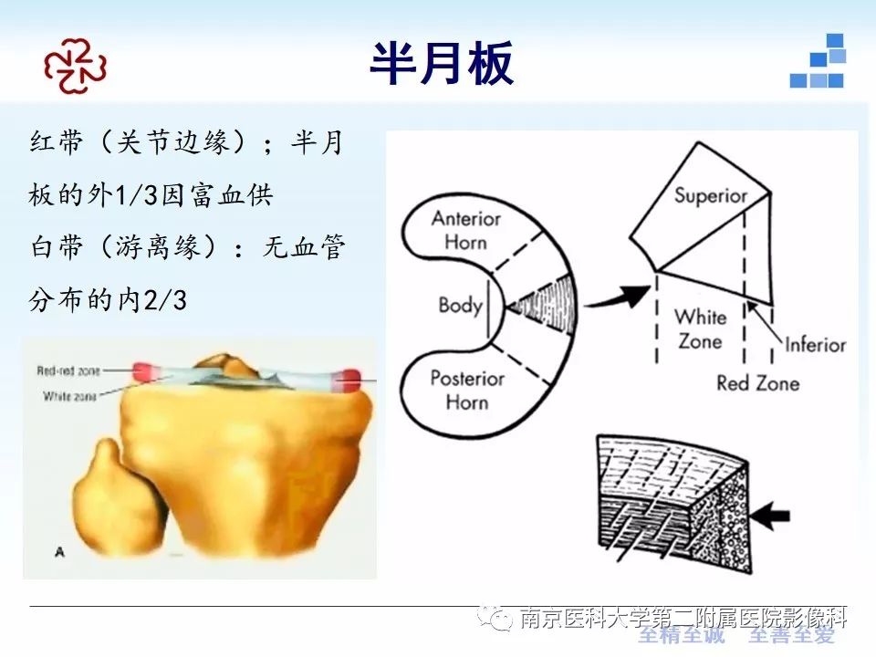 【PPT】膝关节运动损伤的MR表现