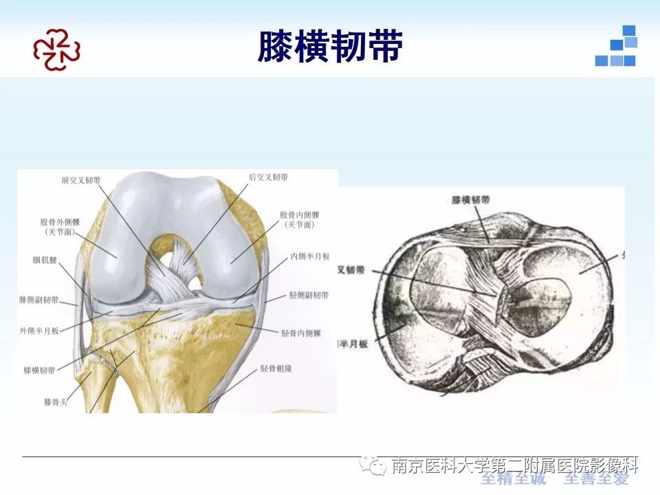 【PPT】膝关节运动损伤的MR表现