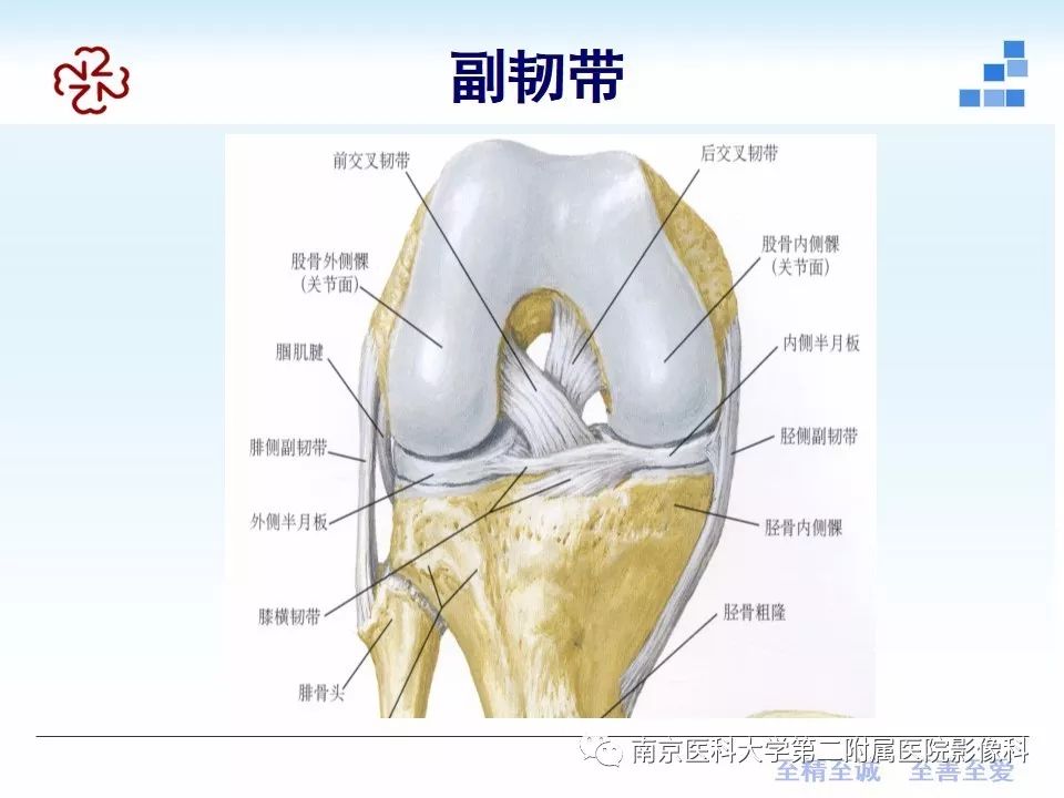 【PPT】膝关节运动损伤的MR表现