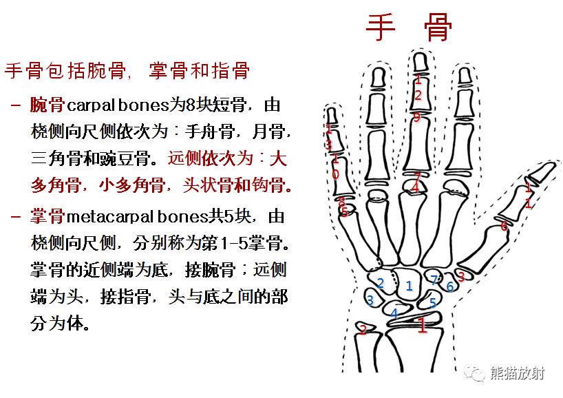骨龄图谱 骨龄图谱