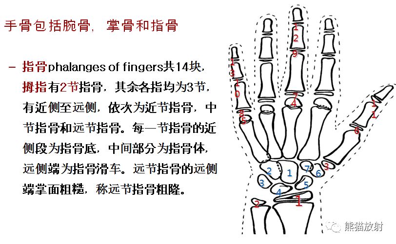骨龄图谱 骨龄图谱