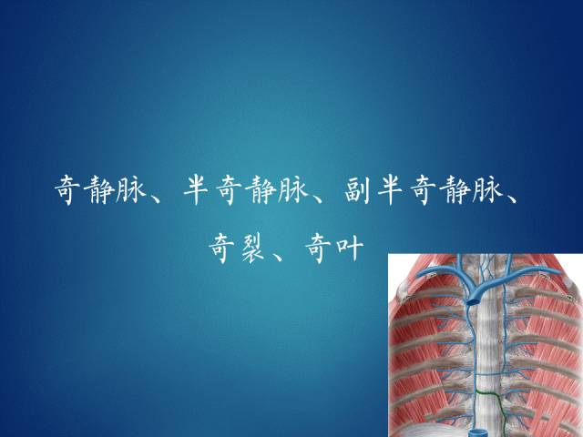 【PPT】奇静脉、半奇静脉、副半奇静脉、奇裂、奇叶