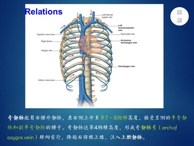 【PPT】奇静脉、半奇静脉、副半奇静脉、奇裂、奇叶