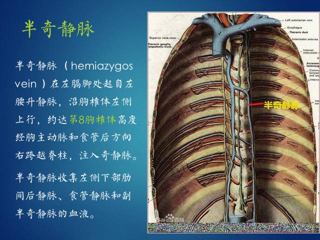 【PPT】奇静脉、半奇静脉、副半奇静脉、奇裂、奇叶