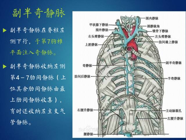 【PPT】奇静脉、半奇静脉、副半奇静脉、奇裂、奇叶