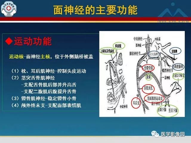 【PPT】面神经病变的影像