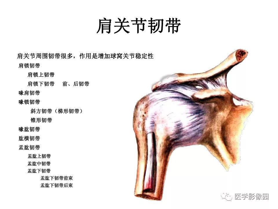 【PPT】肩关节韧带及损伤MR表现