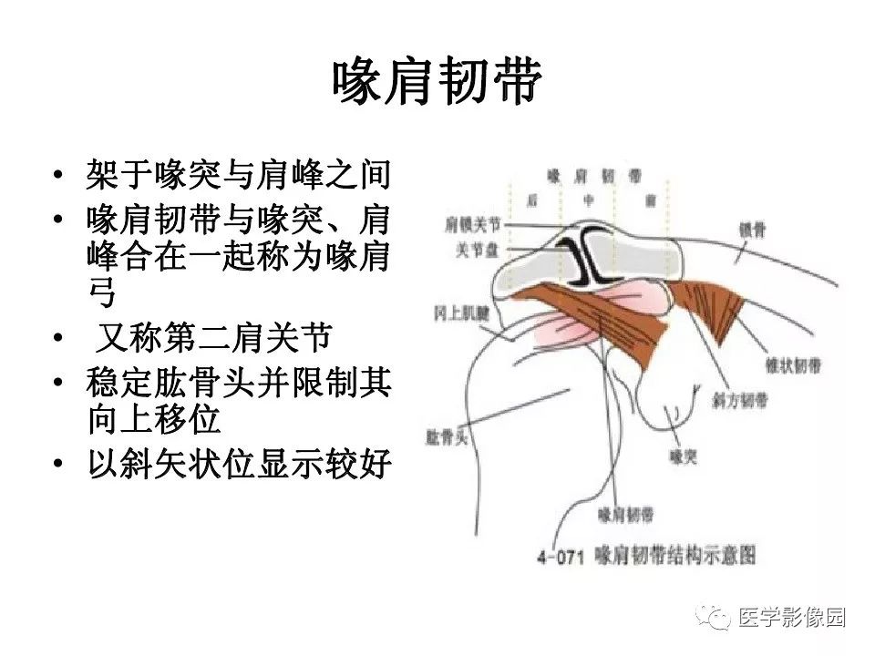 【PPT】肩关节韧带及损伤MR表现