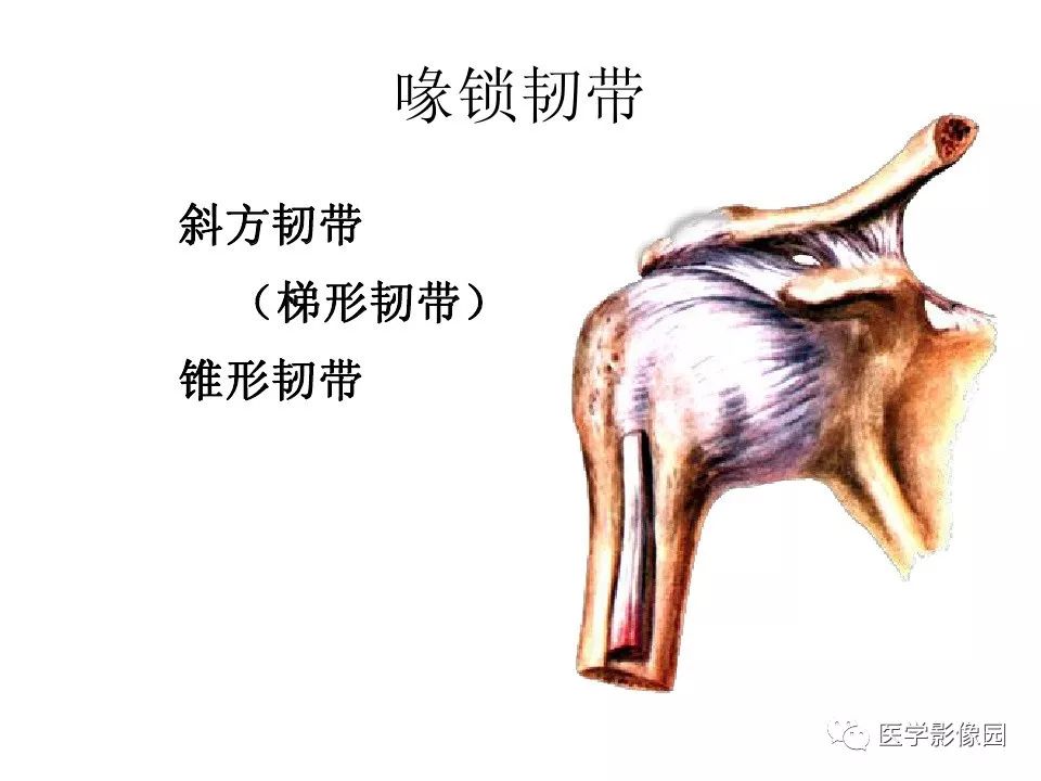 【PPT】肩关节韧带及损伤MR表现