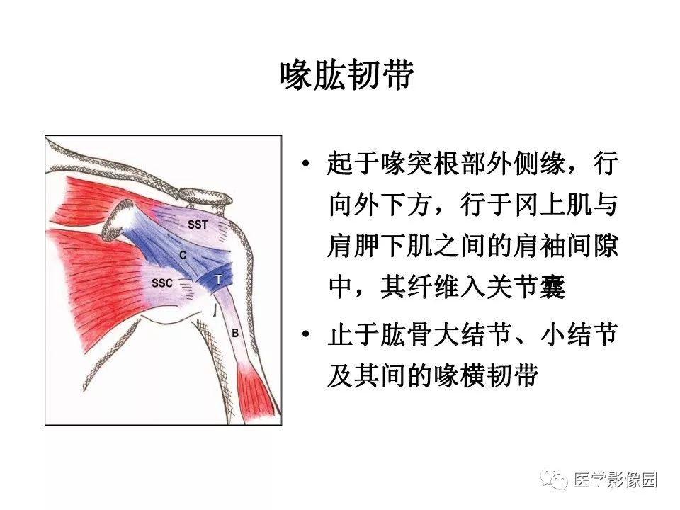 【PPT】肩关节韧带及损伤MR表现