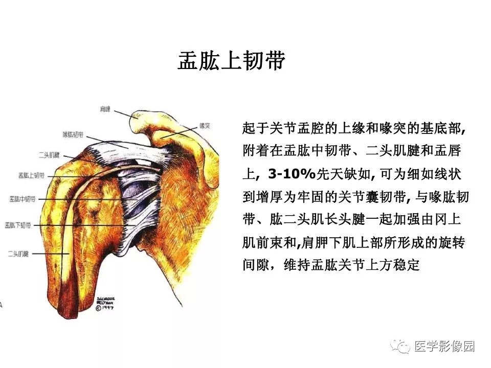 【PPT】肩关节韧带及损伤MR表现