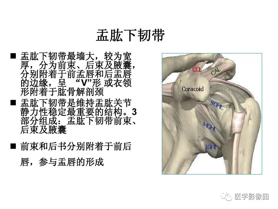 【PPT】肩关节韧带及损伤MR表现