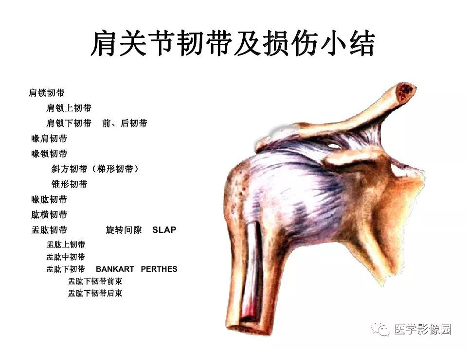【PPT】肩关节韧带及损伤MR表现