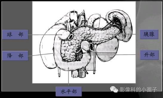 正常小肠影像解剖与分组 正常小肠影像解剖与分组