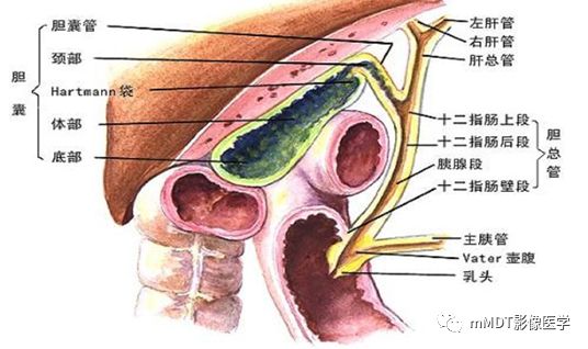 【PPT】黄色肉芽肿性胆囊炎