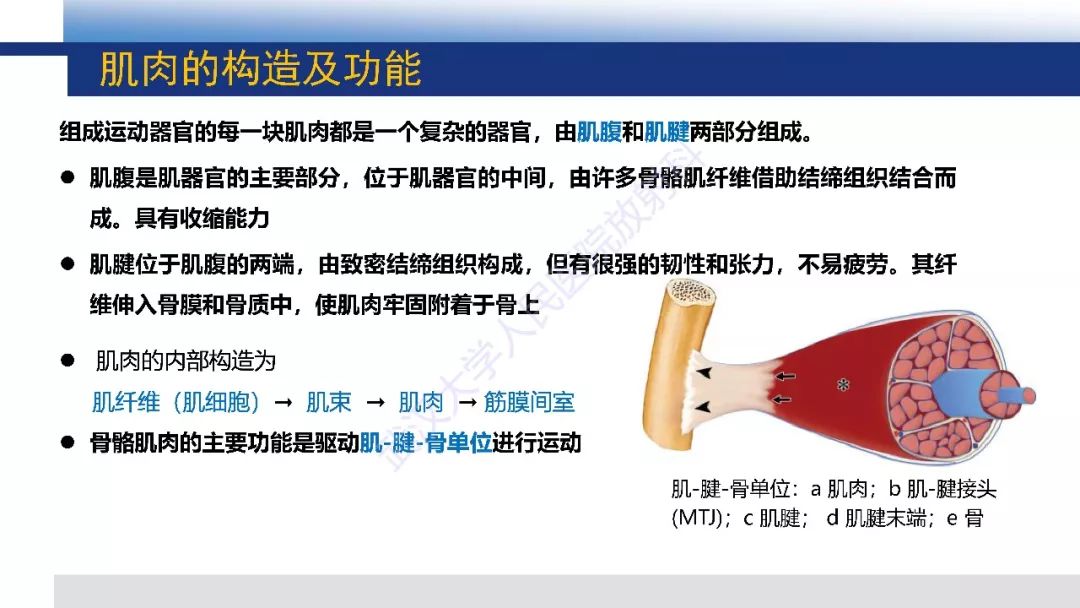 【PPT】肌肉创伤MR诊断：解剖、生物力学、病理生理学及影像学表现