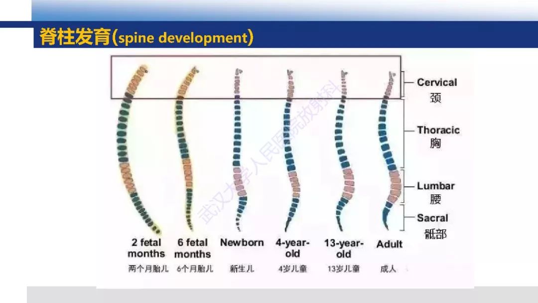 【PPT】先天性椎体畸形影像诊断