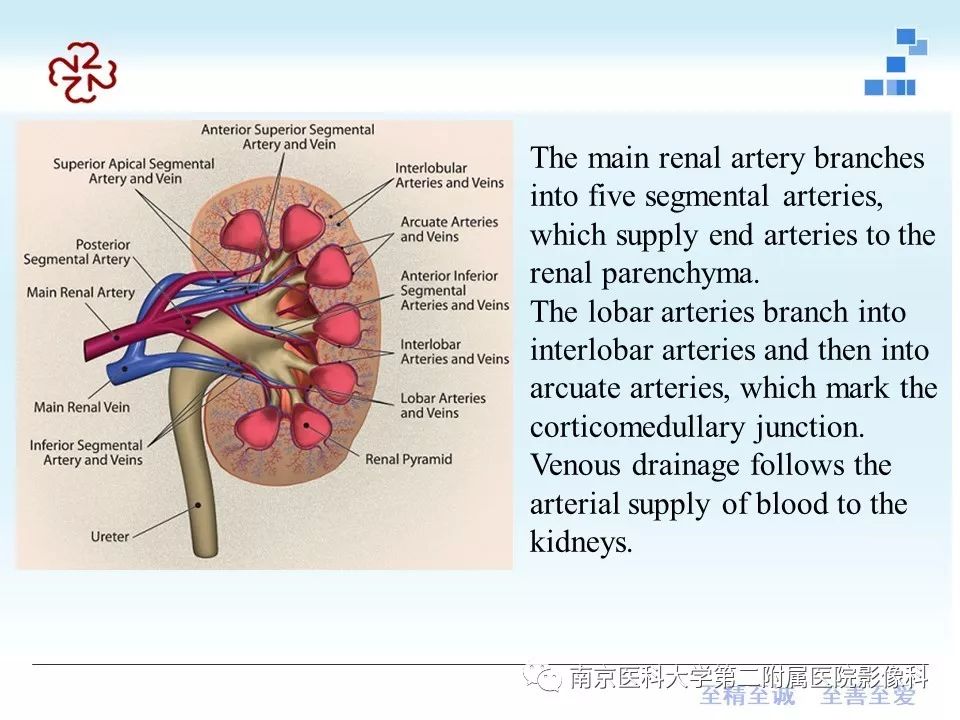 【PPT】肾血管性疾病