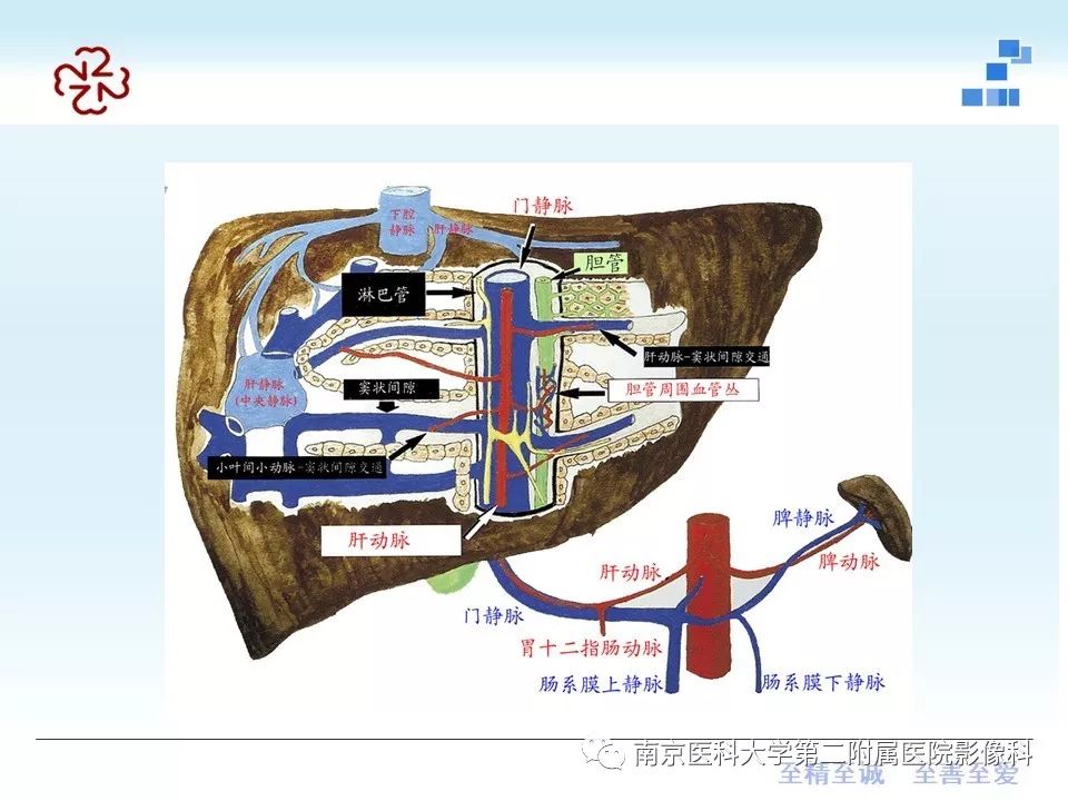 【PPT】肝硬化结节