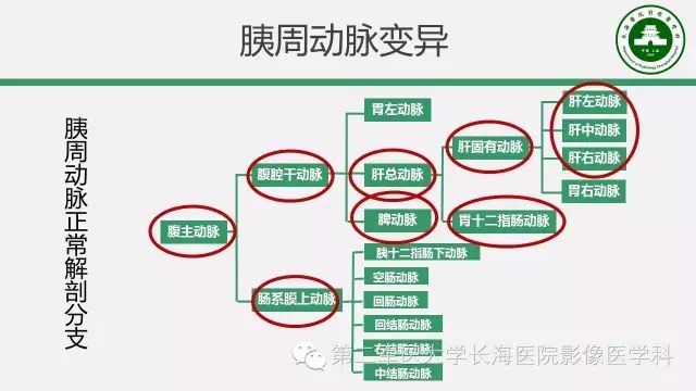【PPT】胰腺动脉CT增强造影三维后处理与结构化报告书写