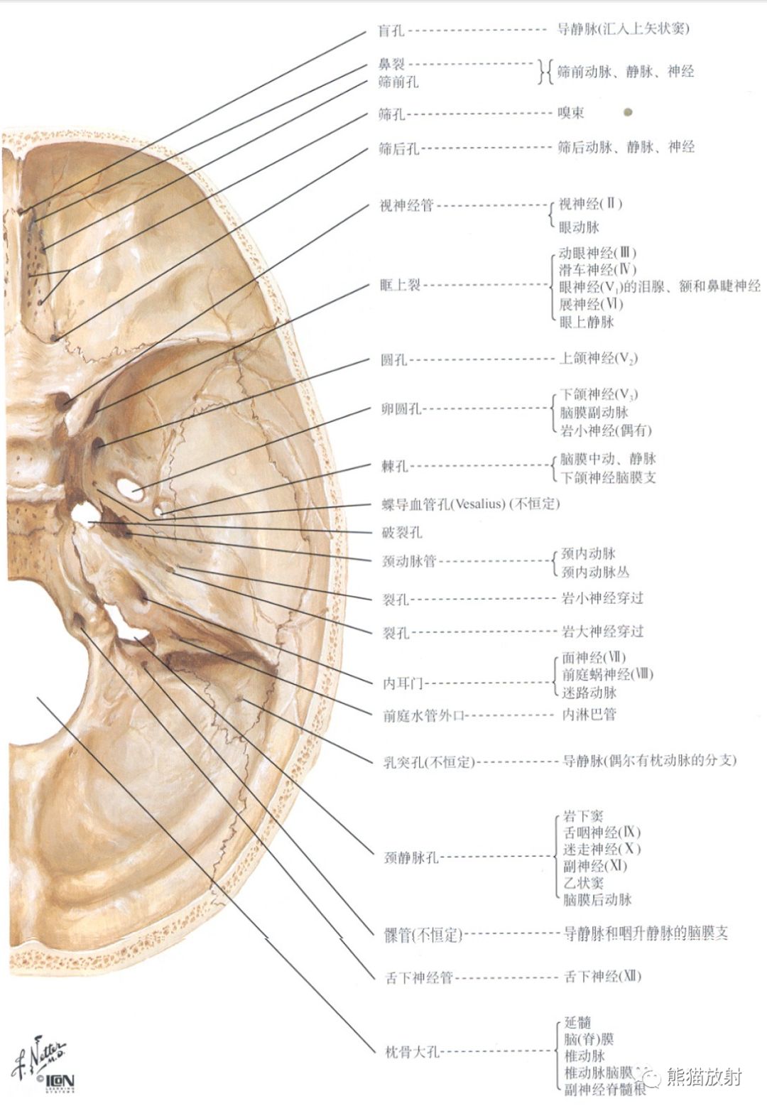 颅底孔道及内容物