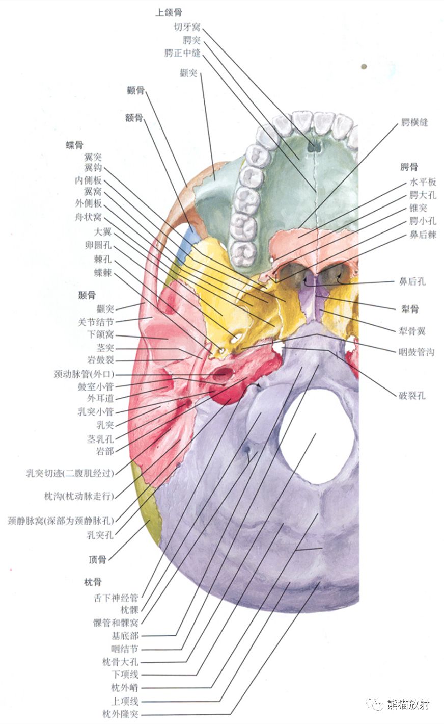 颅底孔道及内容物