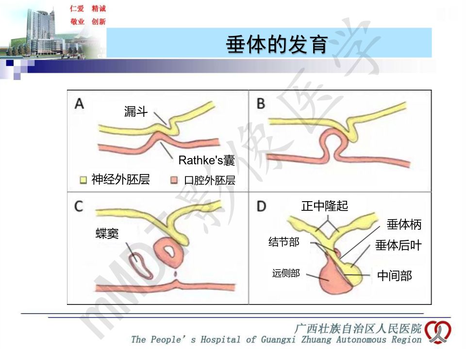 【PPT】垂体非肿瘤性病变MR诊断