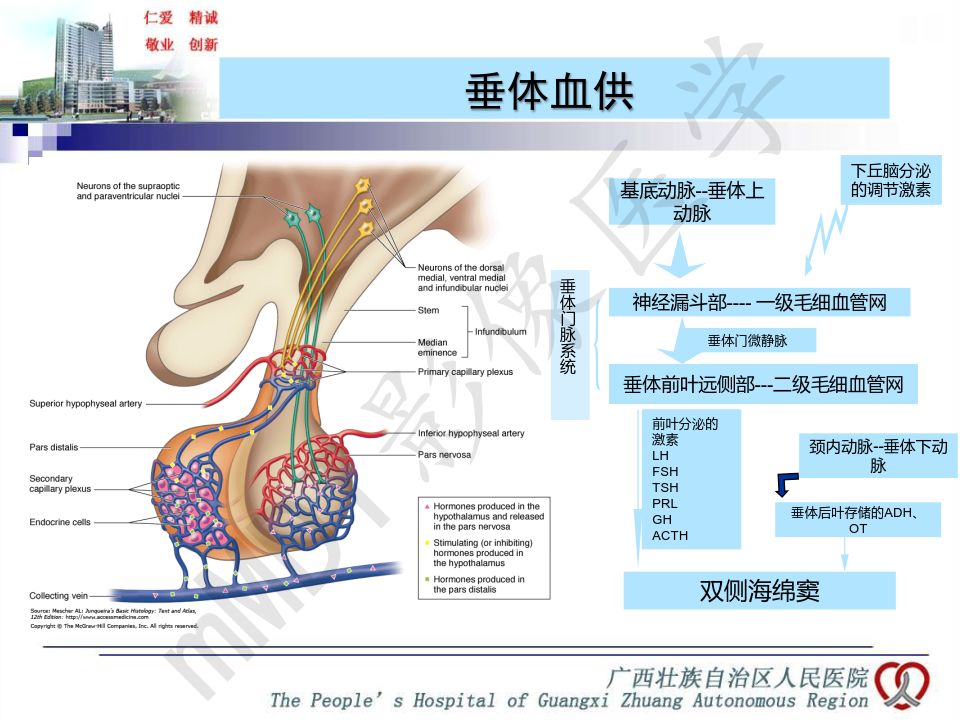 【PPT】垂体非肿瘤性病变MR诊断