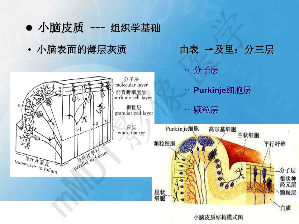 【PPT】小脑皮质“虎纹征”
