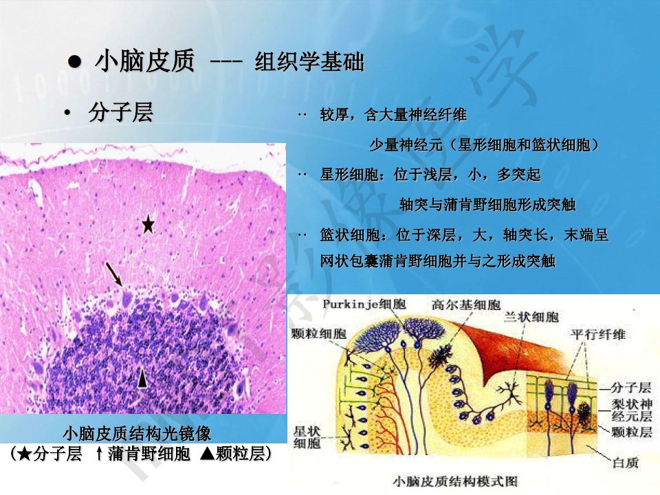 【PPT】小脑皮质“虎纹征”