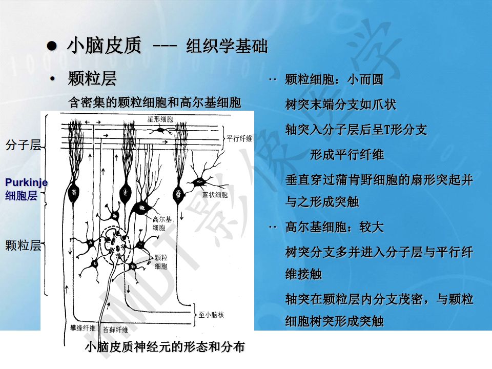 【PPT】小脑皮质“虎纹征”