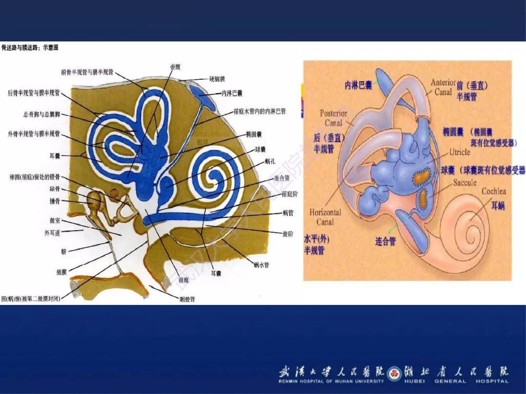 【PPT】耳内淋巴囊肿瘤影像诊断