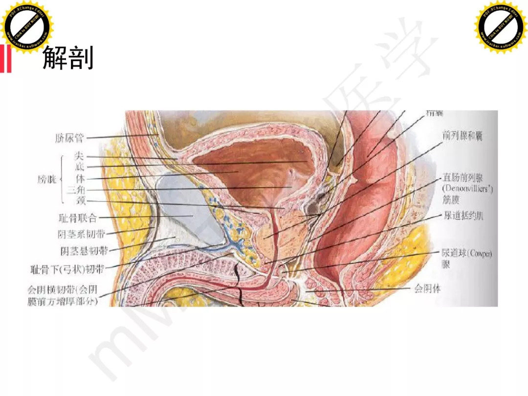 【PPT】膀胱非上皮良性肿瘤的影像诊断