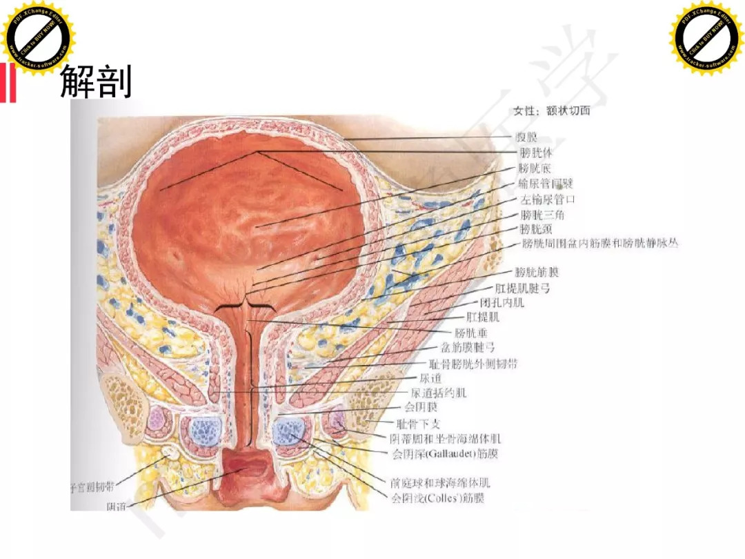 【PPT】膀胱非上皮良性肿瘤的影像诊断