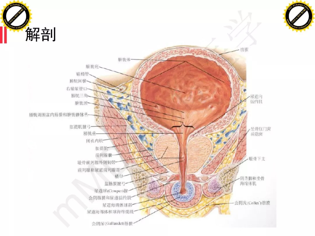 【PPT】膀胱非上皮良性肿瘤的影像诊断