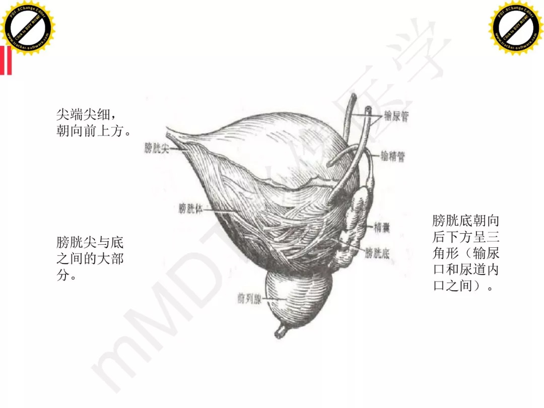 【PPT】膀胱非上皮良性肿瘤的影像诊断