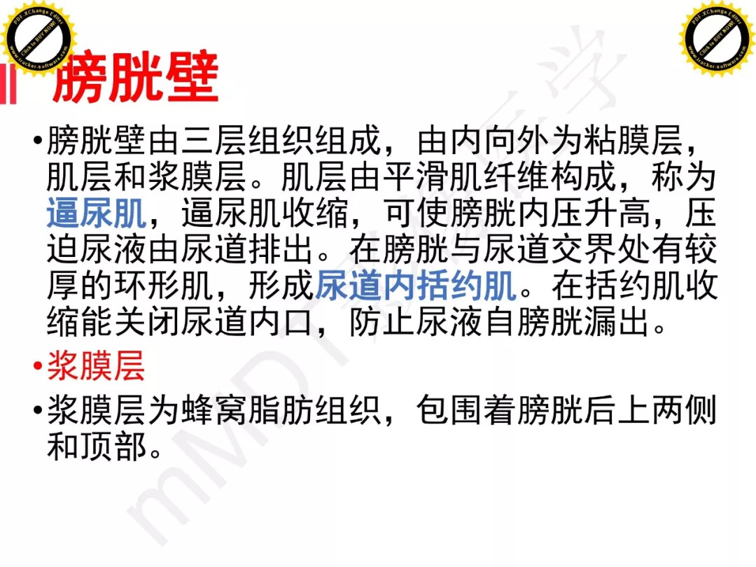 【PPT】膀胱非上皮良性肿瘤的影像诊断