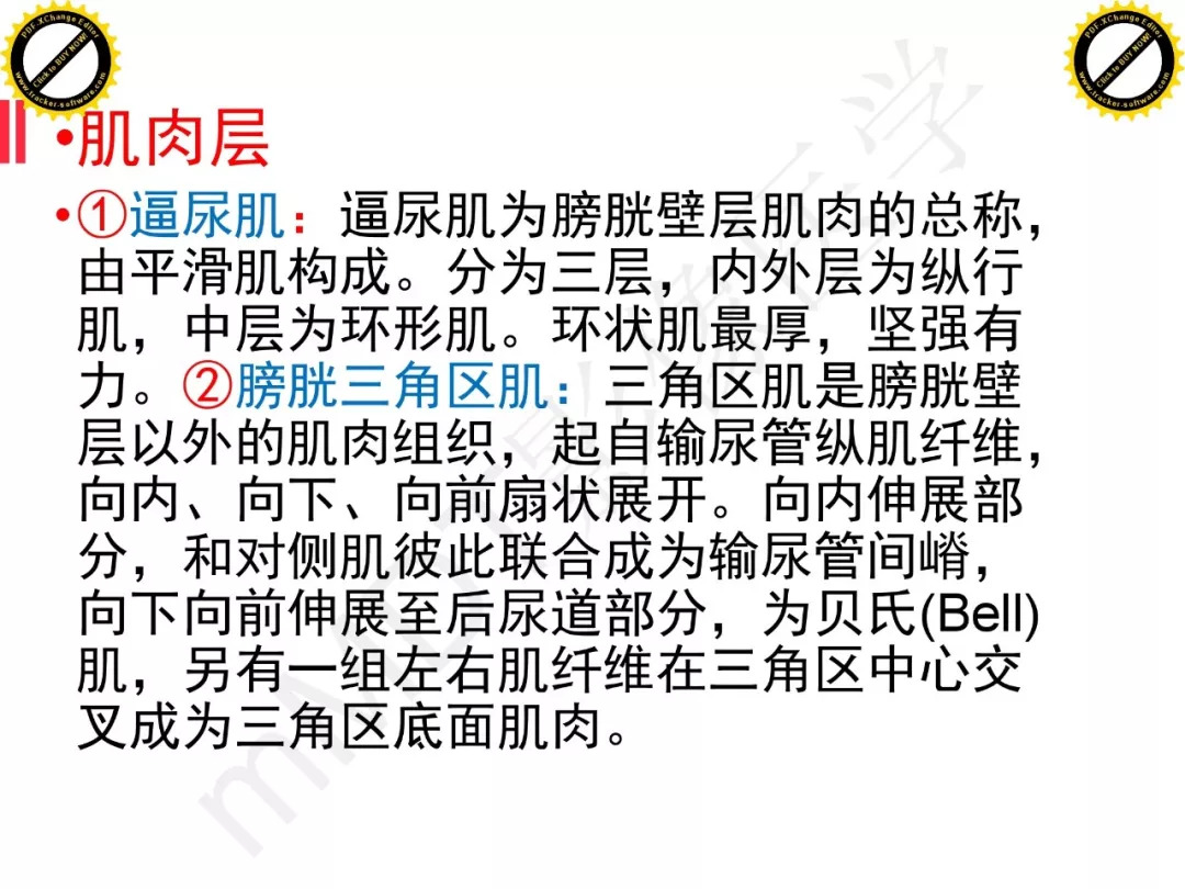 【PPT】膀胱非上皮良性肿瘤的影像诊断
