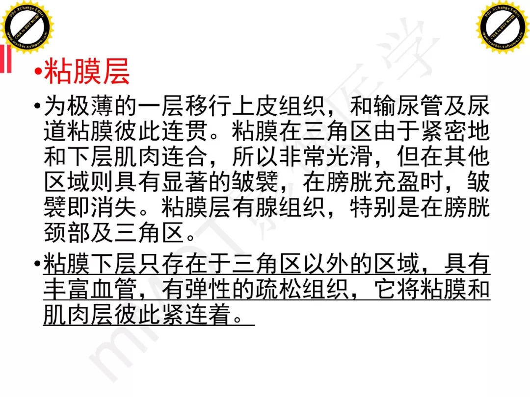 【PPT】膀胱非上皮良性肿瘤的影像诊断