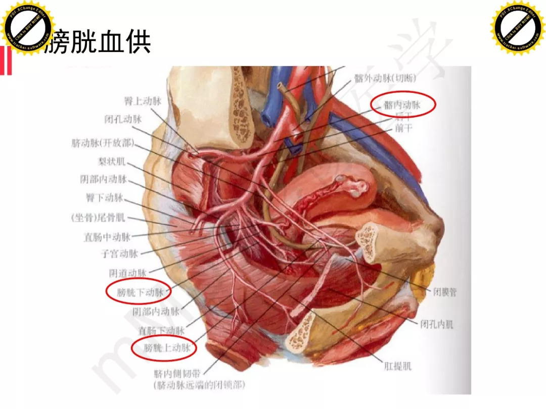 【PPT】膀胱非上皮良性肿瘤的影像诊断