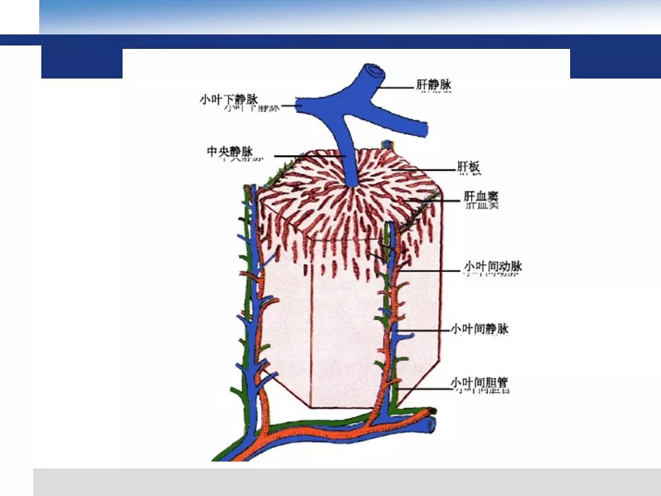 【PPT】吡咯生物碱相关肝窦阻塞综合征影像诊断